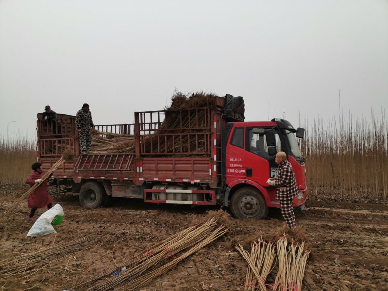 杜仲树苗3年苗3～8公分华仲5号河南大小都有100亩杜仲