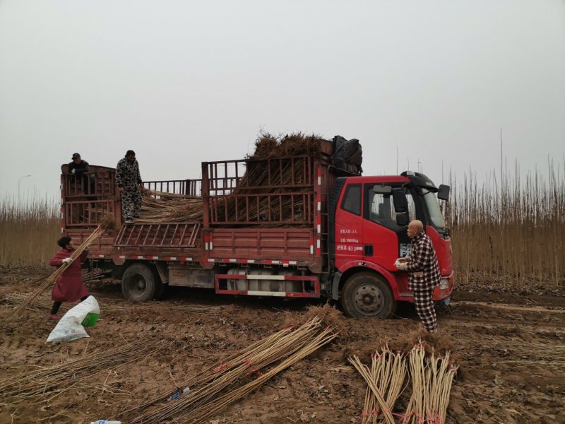 杜仲树苗3年苗3～8公分华仲5号河南大小都有100亩杜仲