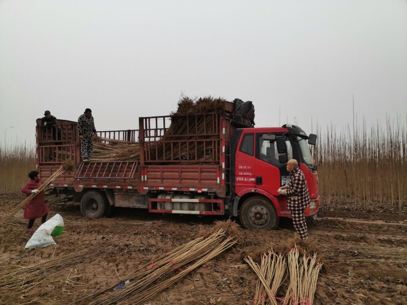 杜仲树苗3年苗3～8公分华仲5号河南大小都有100亩杜仲