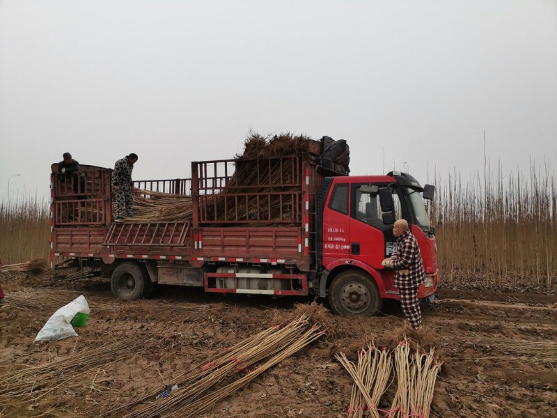 杜仲树苗3年苗3～8公分华仲5号河南大小都有100亩杜仲