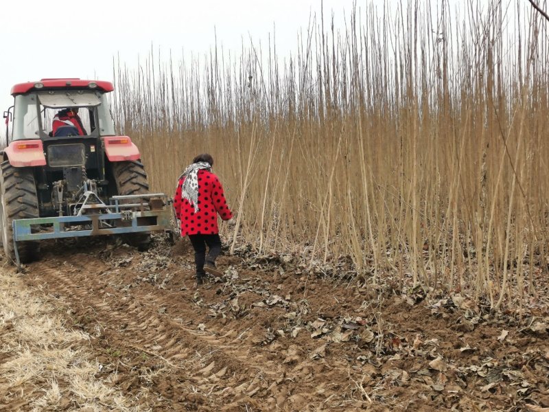 杜仲树苗3年苗3～8公分华仲5号河南大小都有100亩杜仲