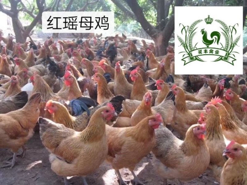 瑶鸡苗分别为1号红瑶2号黑瑶诚信经营...假一赔十