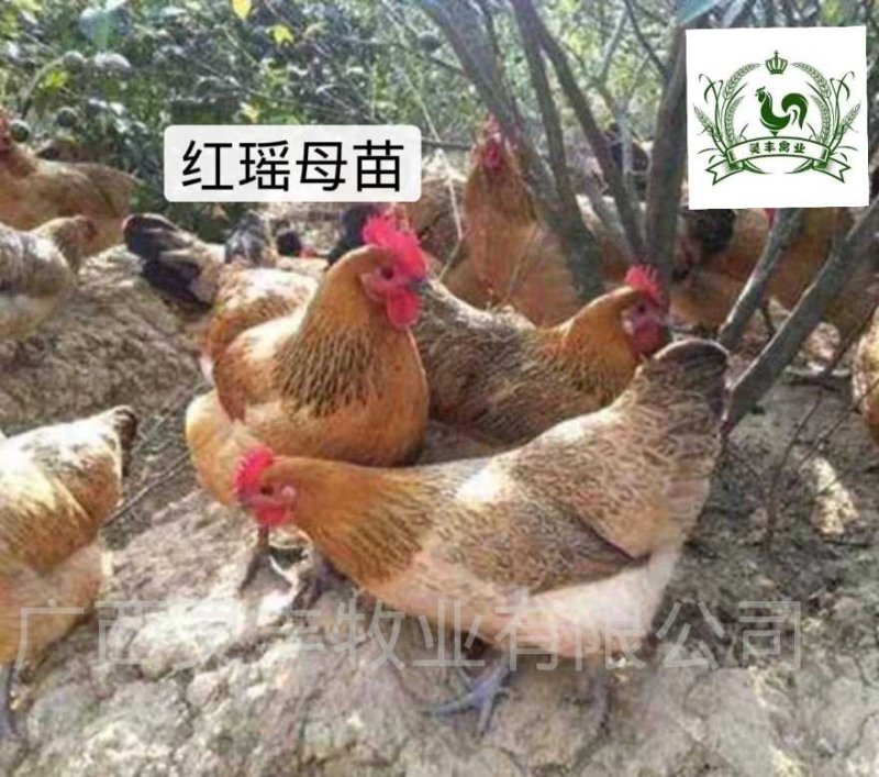 瑶鸡苗分别为1号红瑶2号黑瑶诚信经营...假一赔十