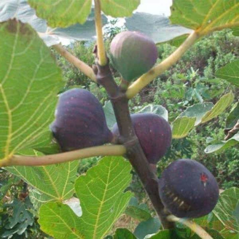 【店长推荐】日本紫果无花果树苗带果发货，基地直销全国包邮