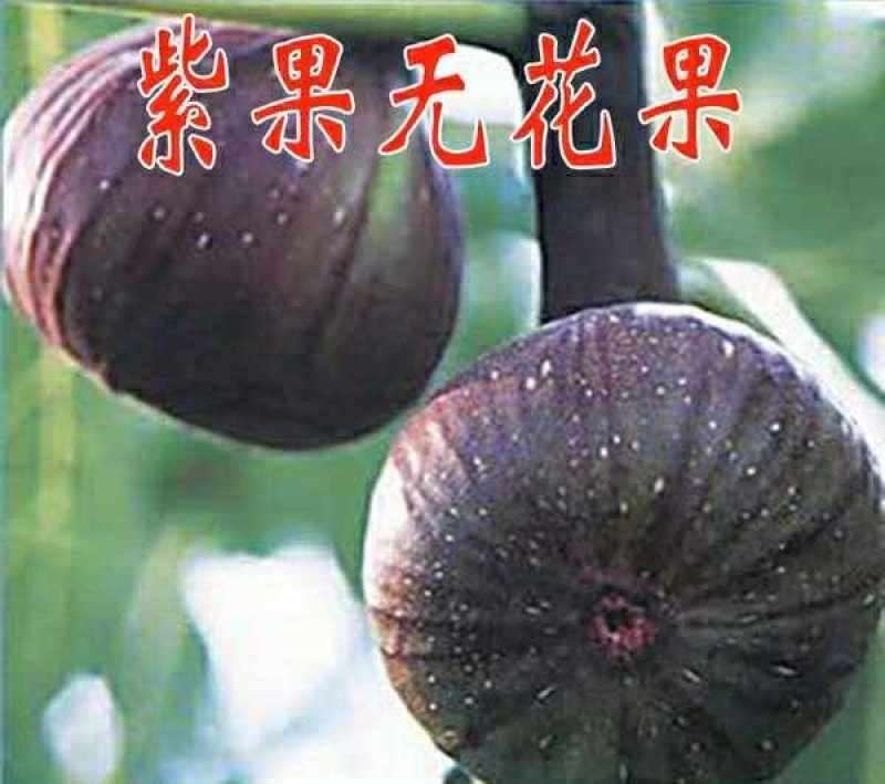 【店长推荐】日本紫果无花果树苗带果发货，基地直销全国包邮