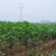 【店长推荐】日本紫果无花果树苗带果发货，基地直销全国包邮