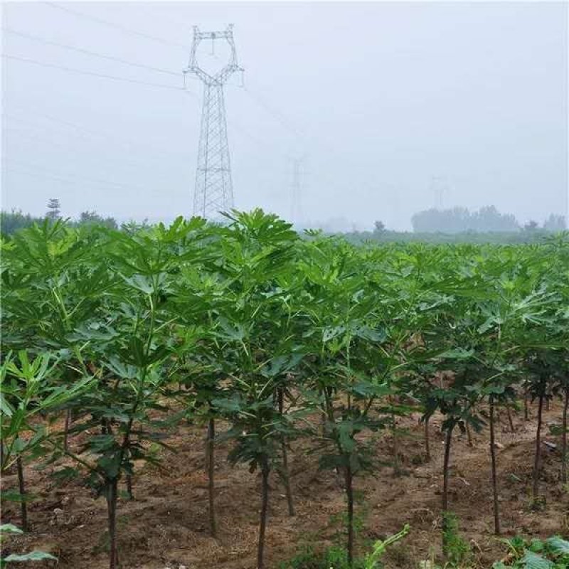 【店长推荐】日本紫果无花果树苗带果发货，基地直销全国包邮