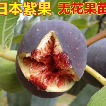 【店长推荐】日本紫果无花果树苗带果发货，基地直销全国包邮