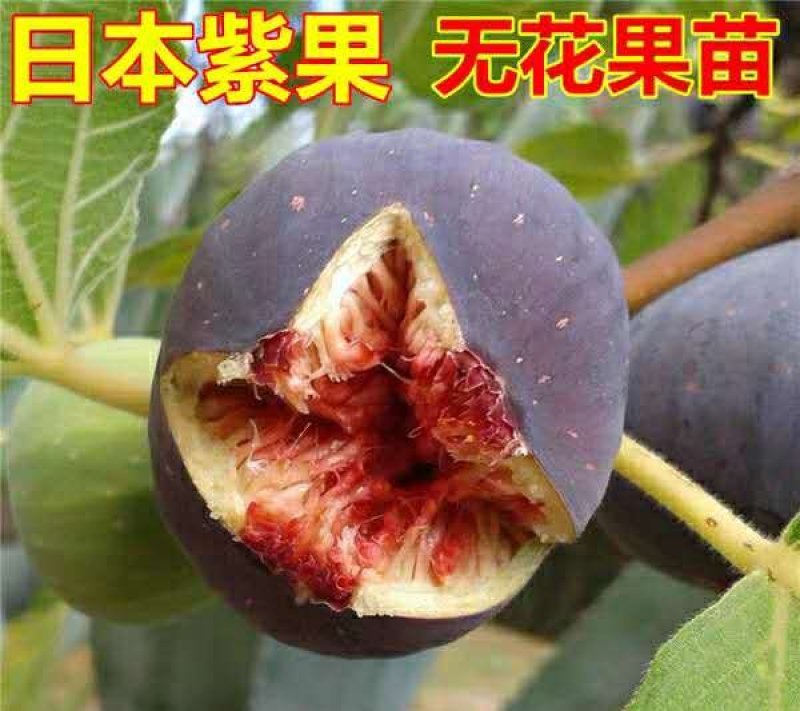 【店长推荐】日本紫果无花果树苗带果发货，基地直销全国包邮