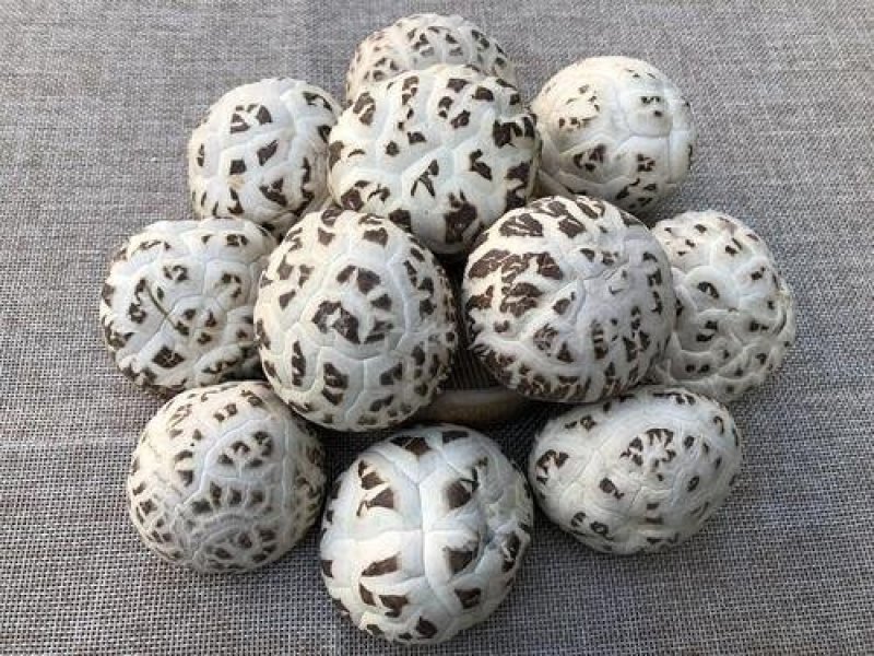 河南泌阳新货小花菇花菇干货