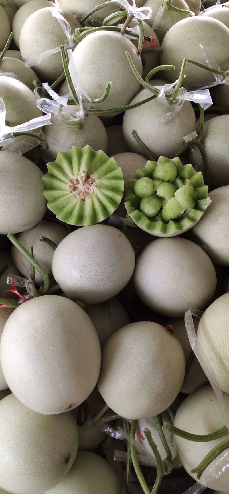 【甜瓜】新鲜玉菇甜瓜大量上市肉嫩味甜价格美丽产地直销