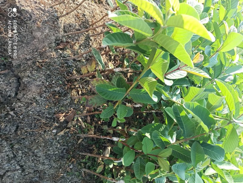 番石榴树苗珍珍番石榴树苗四季结果非常高产