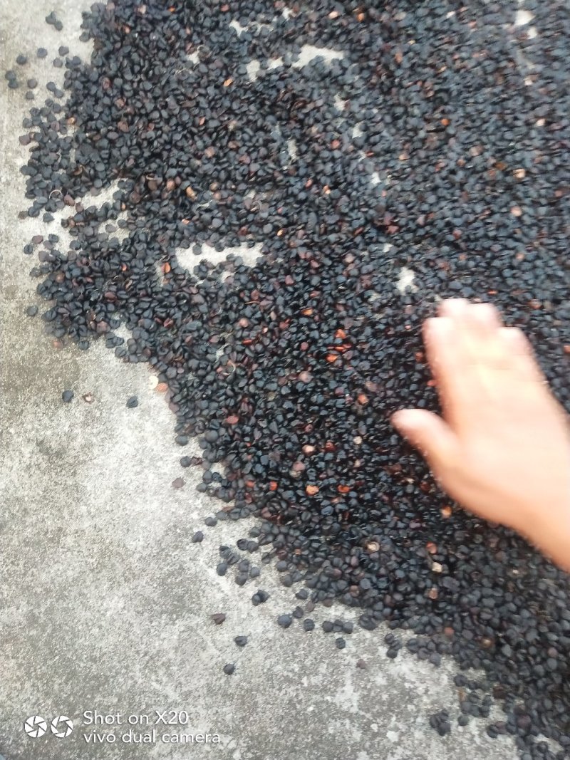 玉兰种子