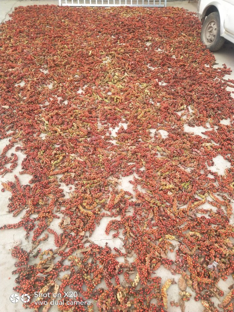 玉兰种子