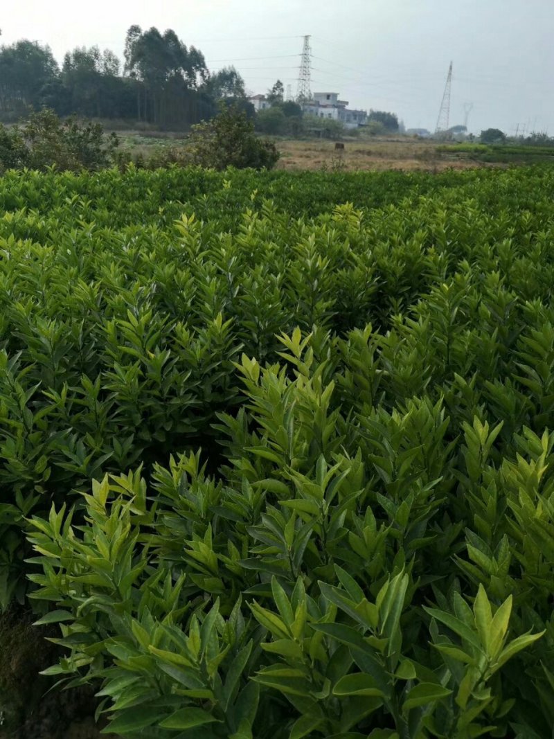 沃柑苗091核沃柑苗嫁接苗