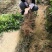 沃柑苗091核沃柑苗嫁接苗