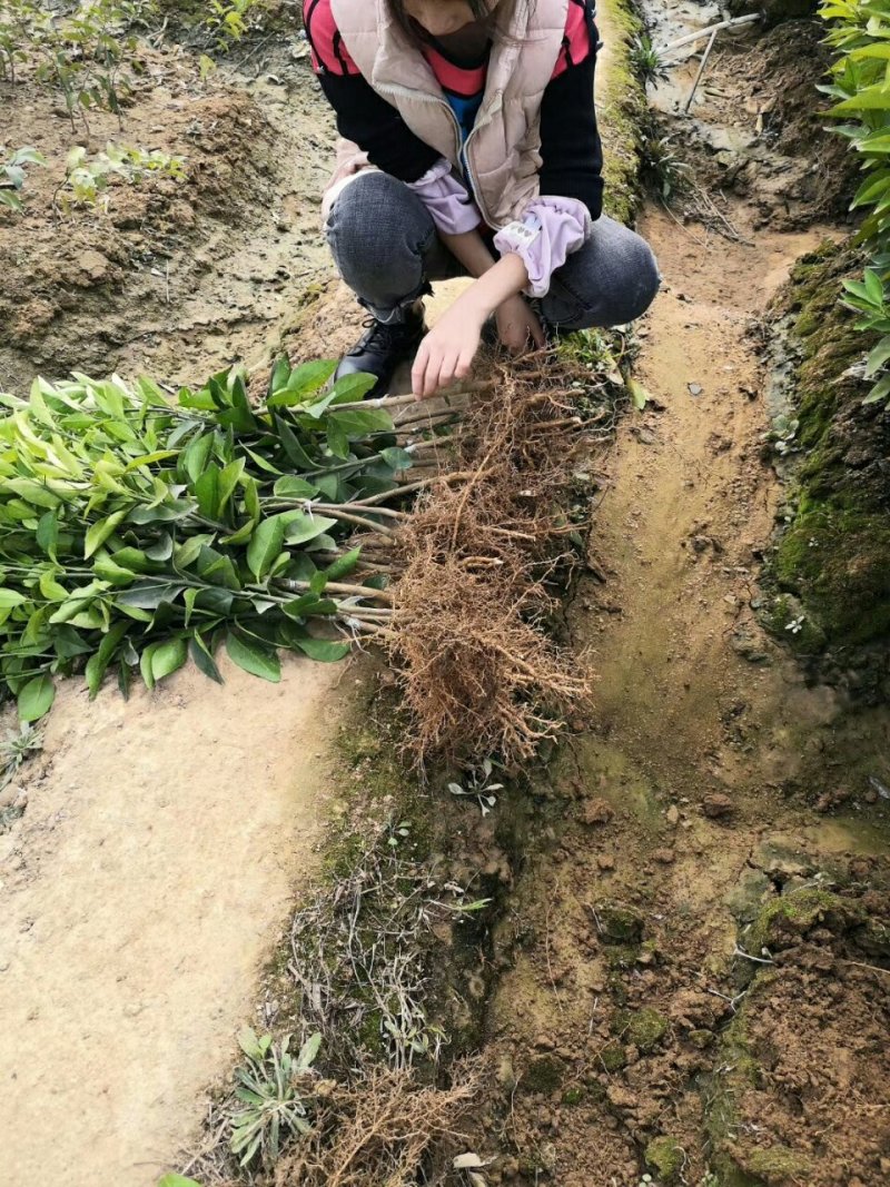 沃柑苗091核沃柑苗嫁接苗
