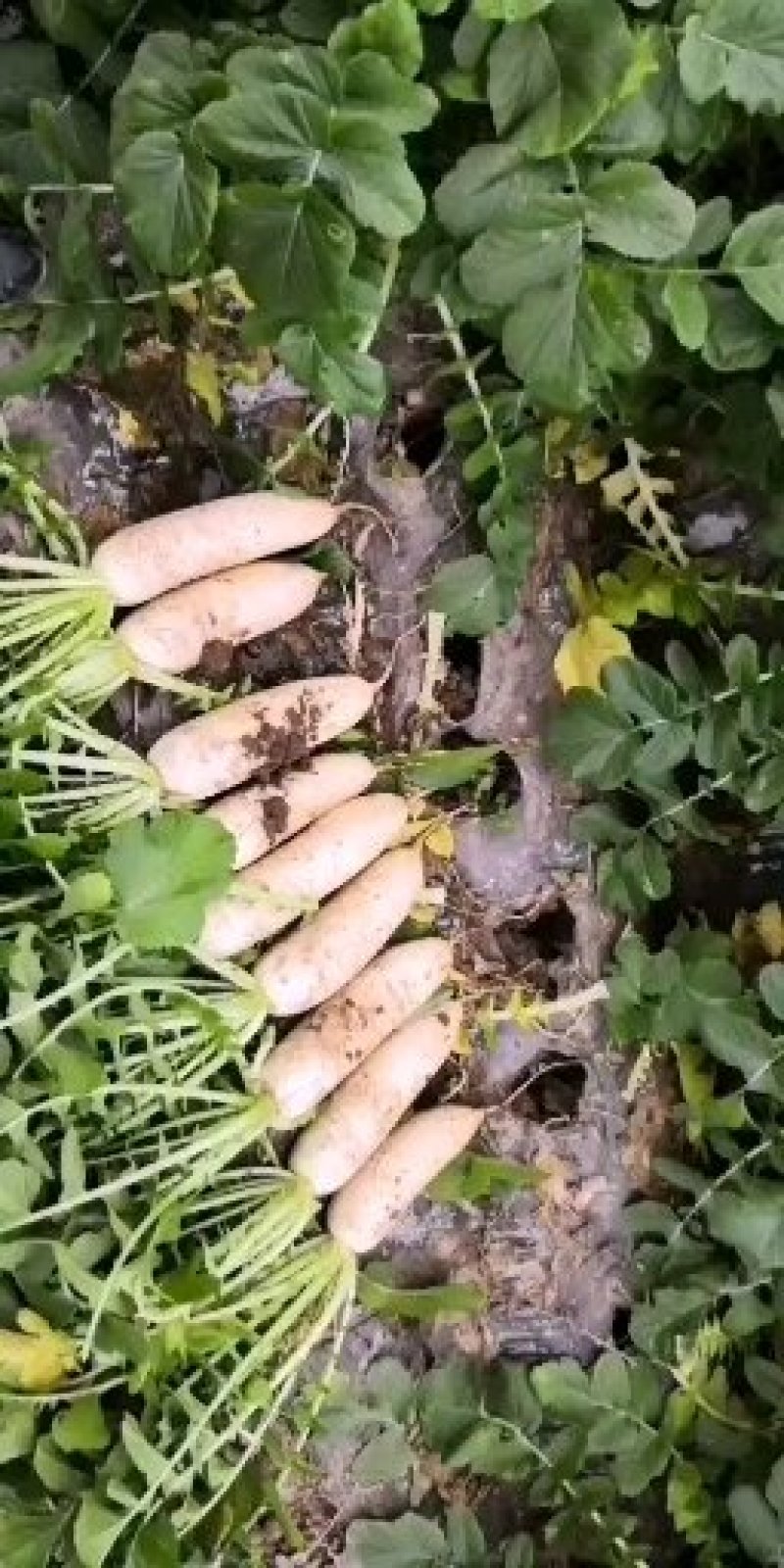 精品白萝卜1.8_2.5