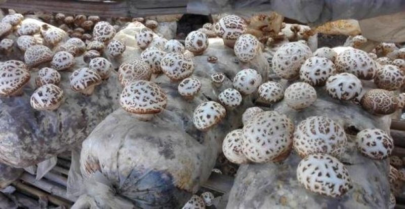 河南泌阳新货小花菇花菇干货