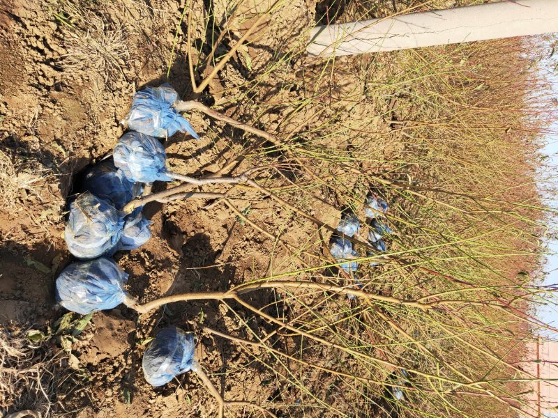油桃苗油蟠桃树苗2年生黑桃苗一米高定杆