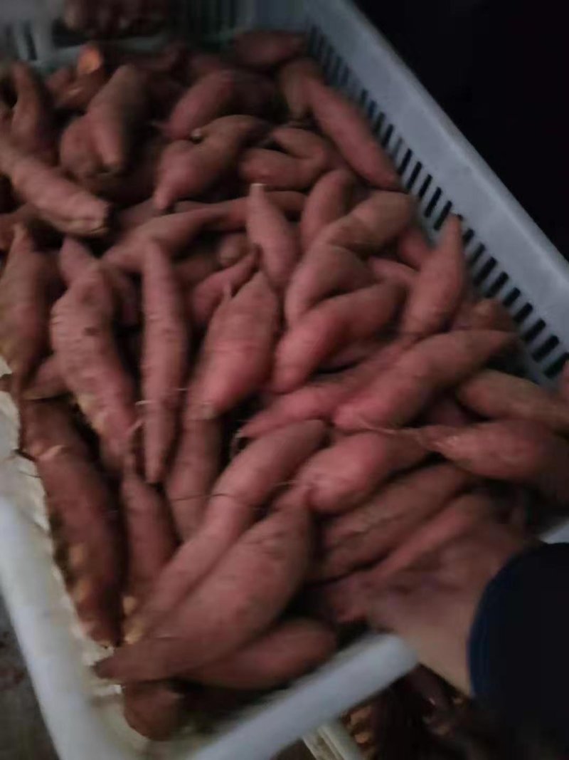 烟薯，红薯产地常年有货，各种品种都有，一手货源，坏烂包赔