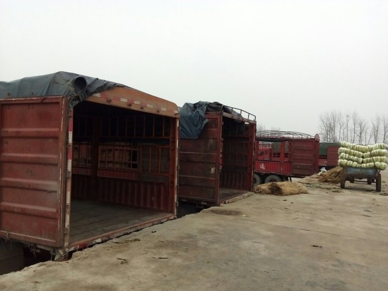精品甘蓝十一月大量上市湖北产地直供质量保证对接商超