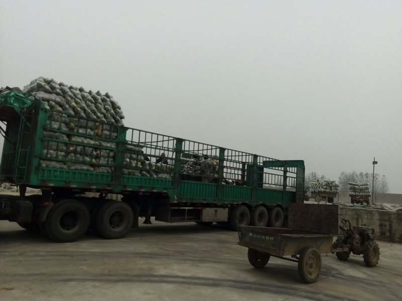 精品甘蓝十一月大量上市湖北产地直供质量保证对接商超