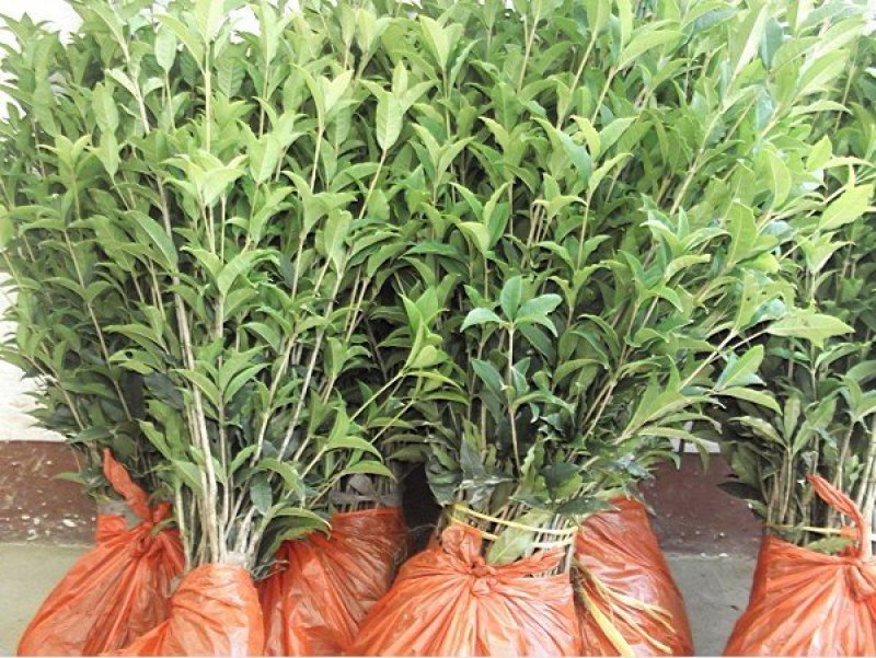 桂花苗30～50公分高，品质好，价格低。量大价格优惠。