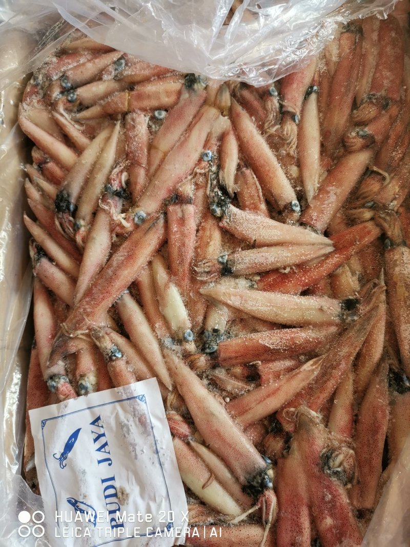冷冻海鲜籽乌，海兔，带籽率百分之60