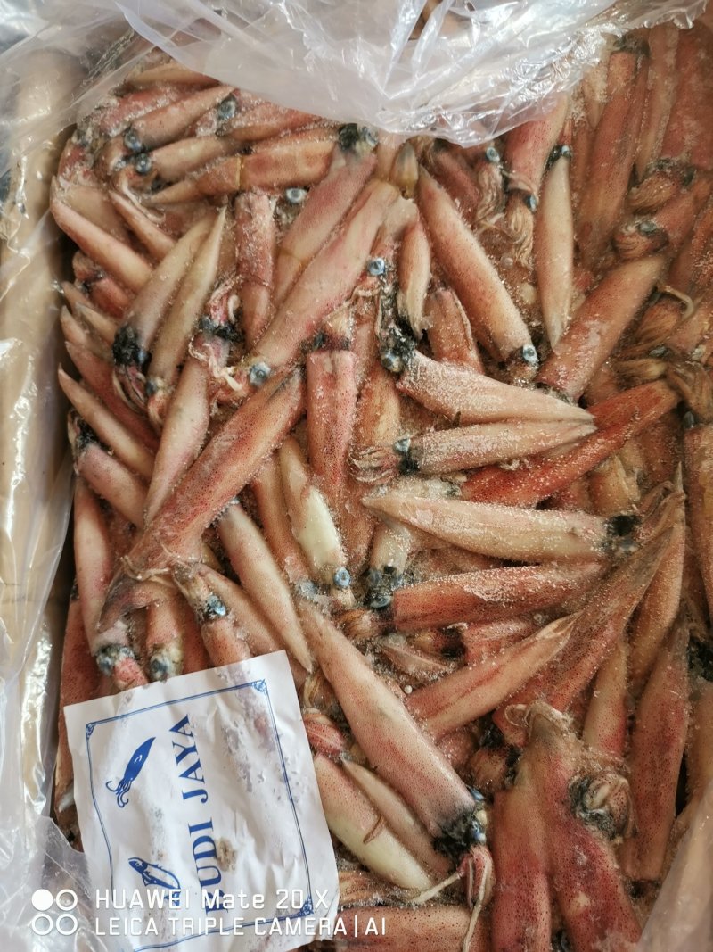 冷冻海鲜籽乌，海兔，带籽率百分之60