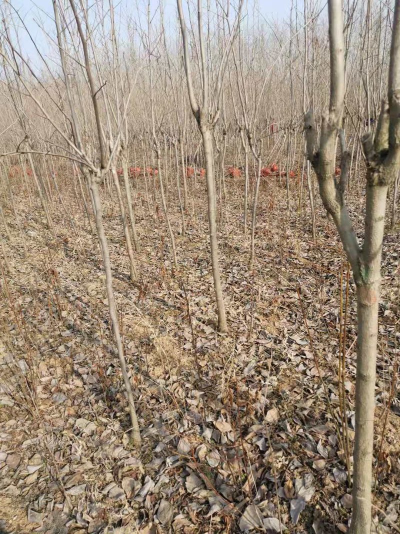 柿树苗阳丰柿树苗质量保证价格低