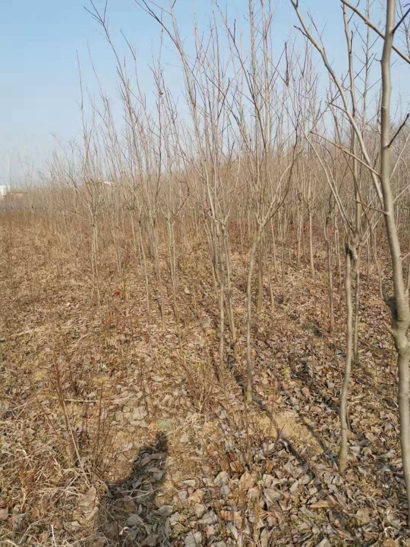 柿树苗阳丰柿树苗质量保证价格低