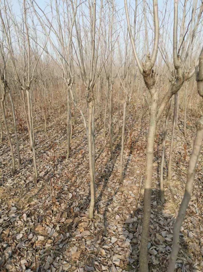 柿树苗阳丰柿树苗质量保证价格低