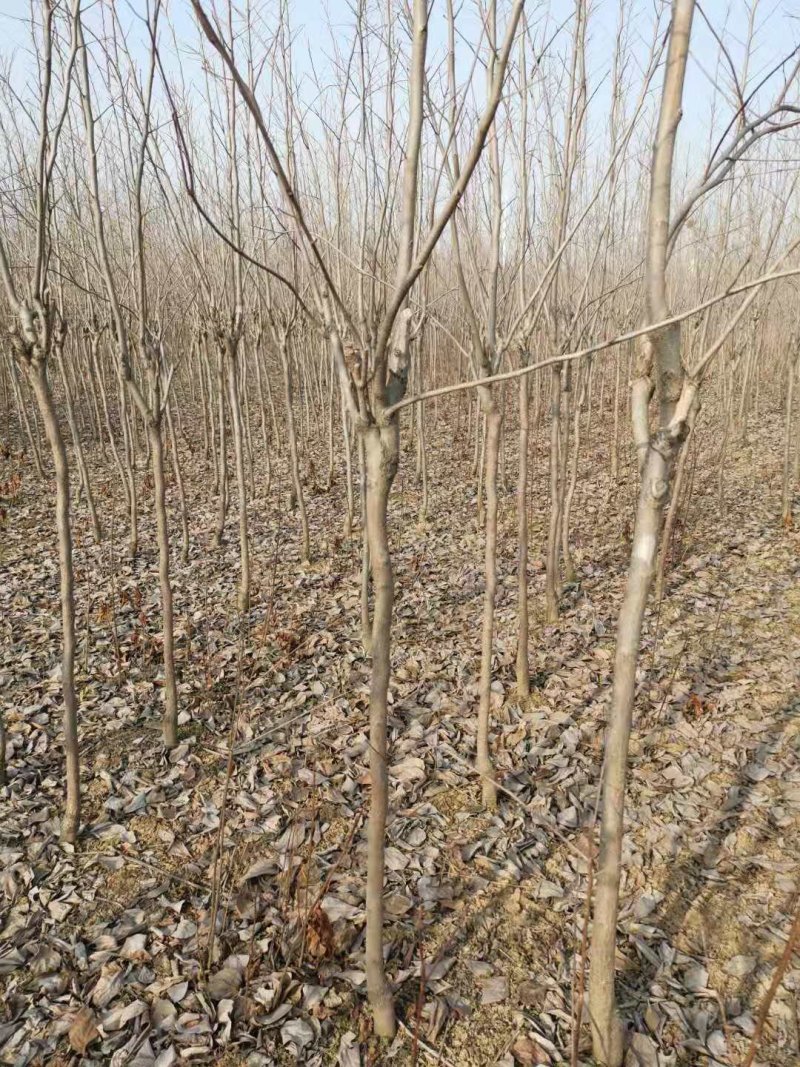柿树苗阳丰柿树苗质量保证价格低