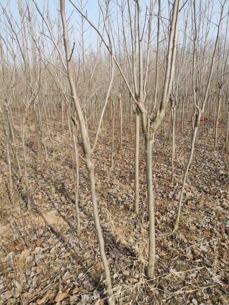 柿树苗阳丰柿树苗质量保证价格低