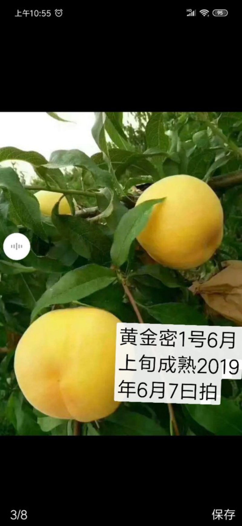 早中晚熟桃苗，黄桃苗，蟠桃苗，水密桃苗，等等。