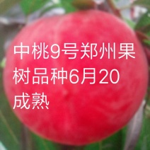 早中晚熟桃苗，黄桃苗，蟠桃苗，水密桃苗，等等。