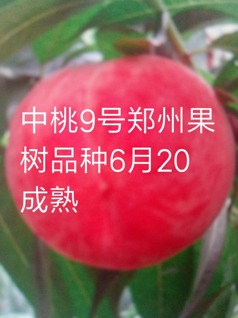 早中晚熟桃苗，黄桃苗，蟠桃苗，水密桃苗，等等。