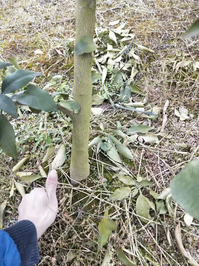 爱媛苗，沃柑苗等苗木