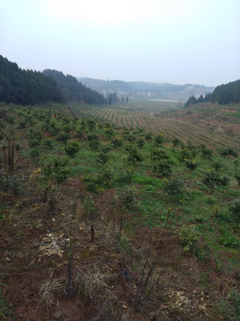 爱媛苗，沃柑苗等苗木