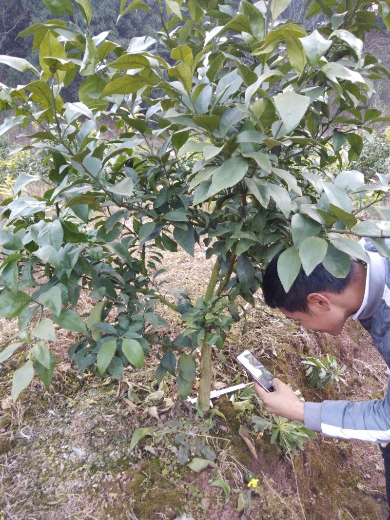 爱媛苗，沃柑苗等苗木