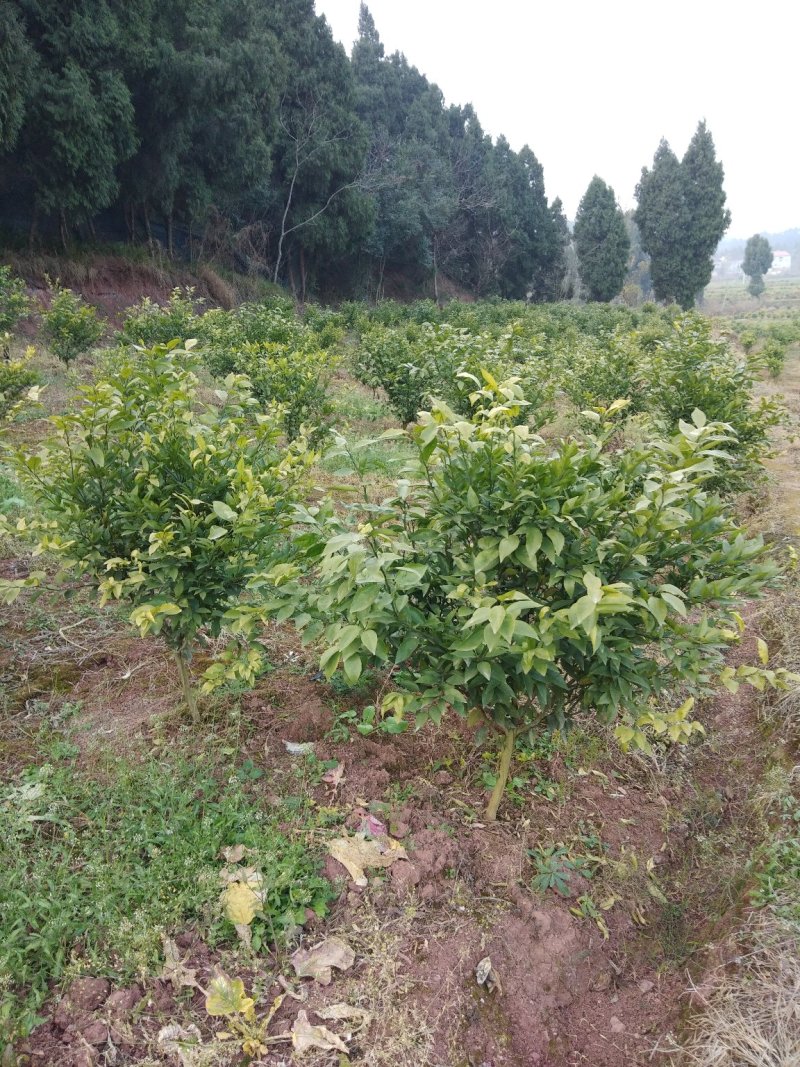爱媛苗，沃柑苗等苗木