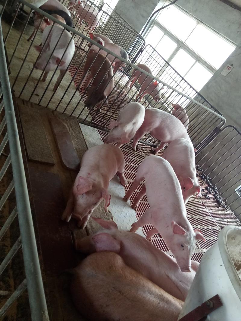 【损伤包赔】沂蒙三元仔猪繁育基地，仔猪，母猪，常年出售