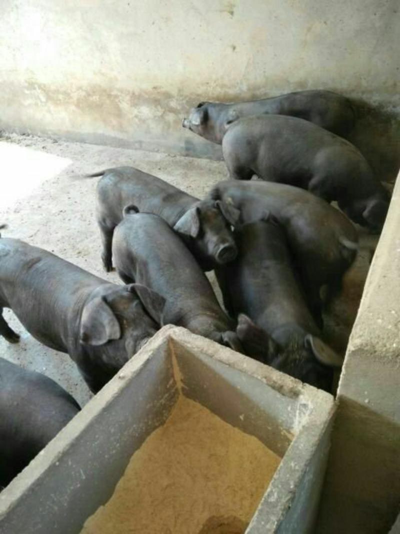【损伤包赔】沂蒙三元仔猪繁育基地，仔猪，母猪，常年出售