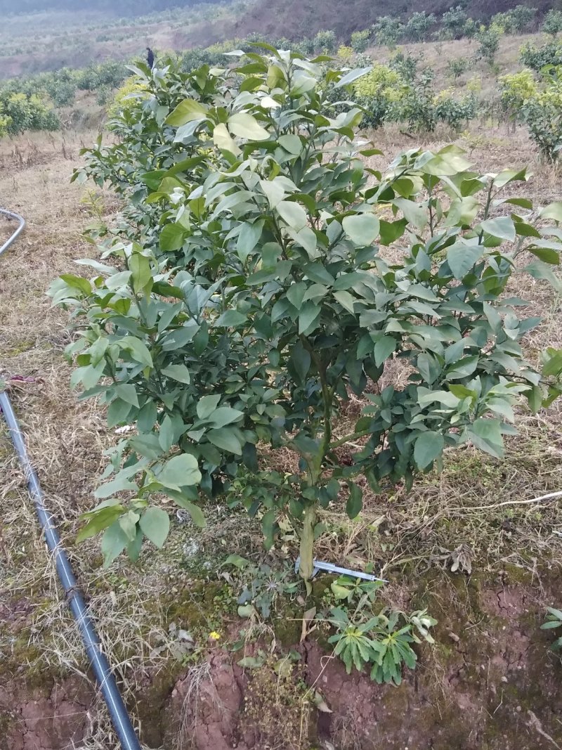 各种苗木出售