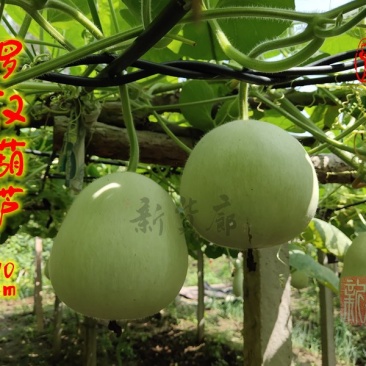 罗汉葫芦种子