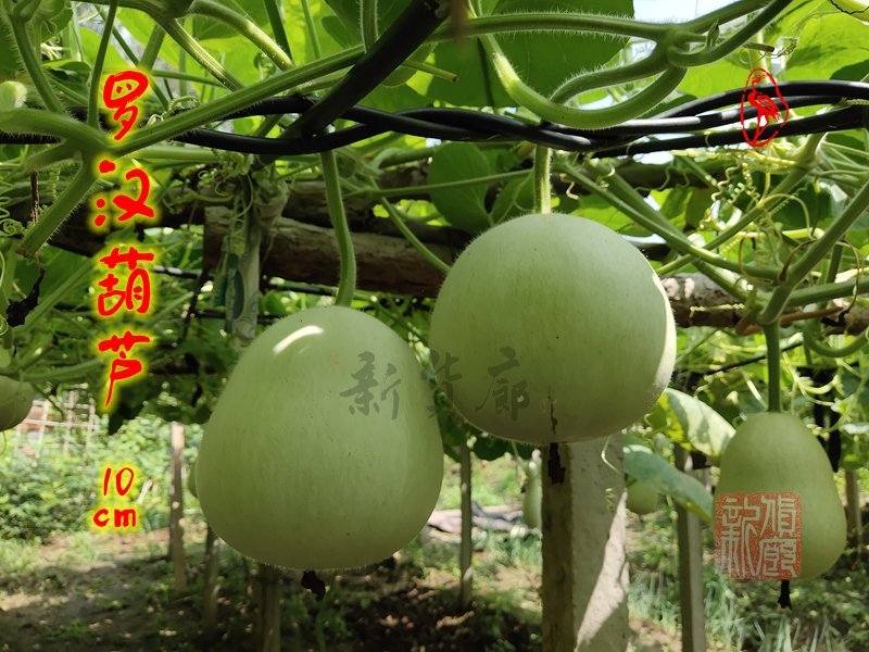 罗汉葫芦种子