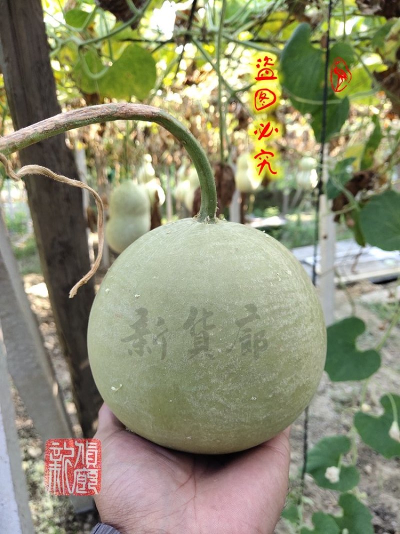 罗汉葫芦种子