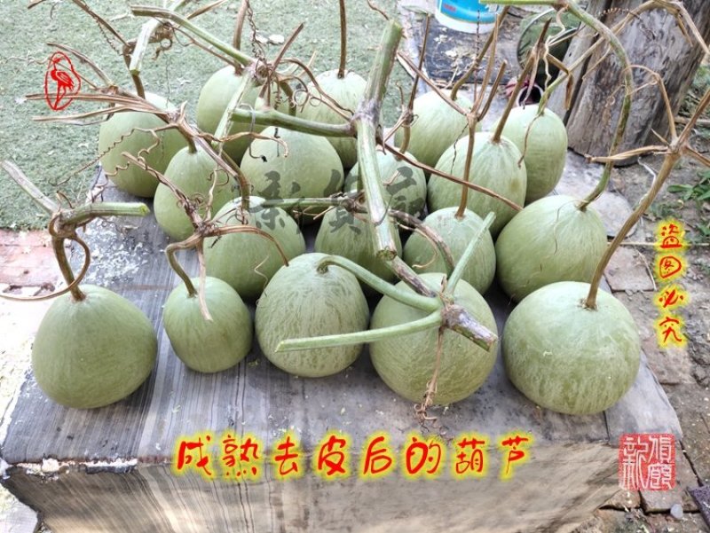 罗汉葫芦种子