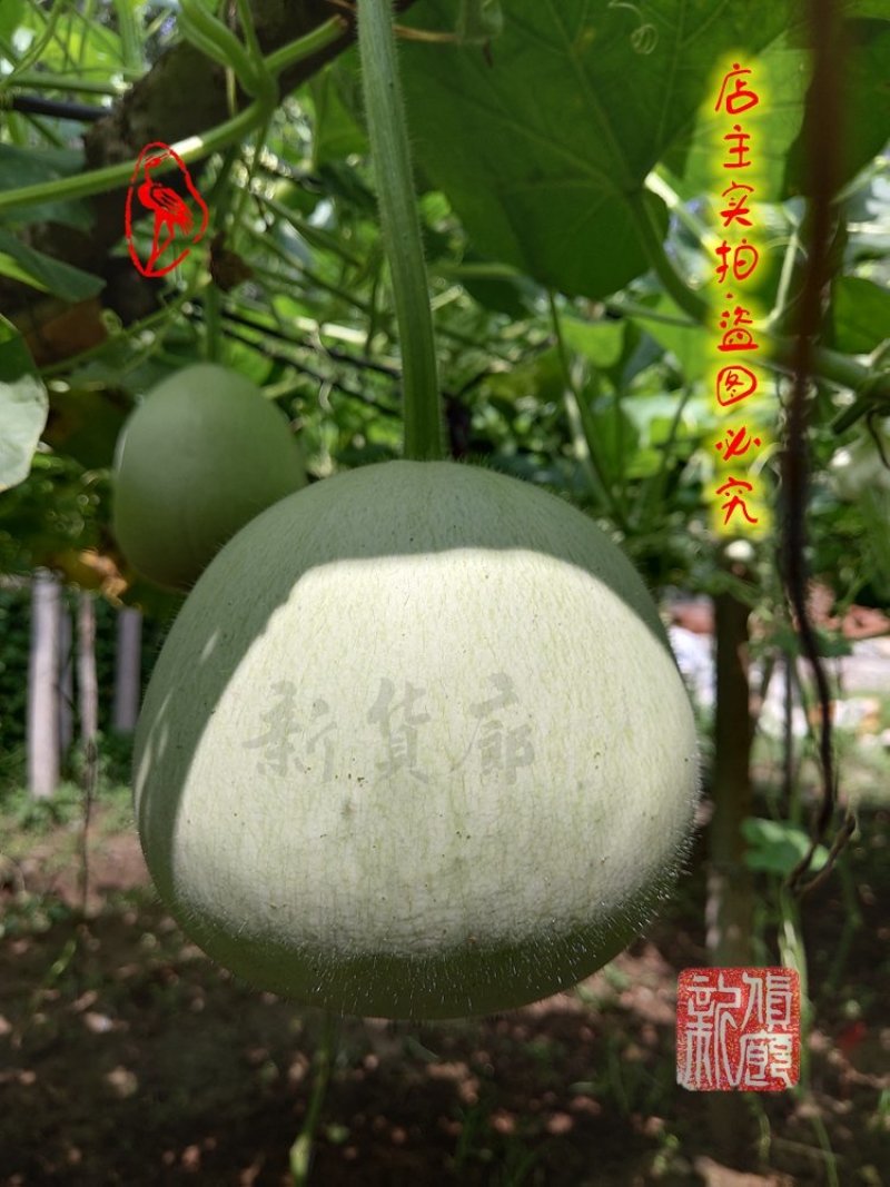罗汉葫芦种子